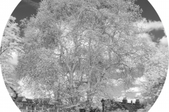 Platanus x Hispanica, girth 5.41m, London E1