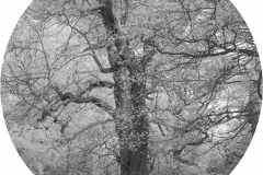 Castanea Sativa, girth 5.54m, London E11