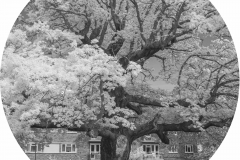 Quercus Robur, girth 5.96m, London SE3